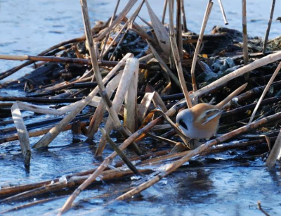 Mooie dag en mooie vogel. Zaten met vier mannetjes en twee vrouwtjes in het riet. Uiteindelijk winters plaatje kunnen maken tussen het riet.