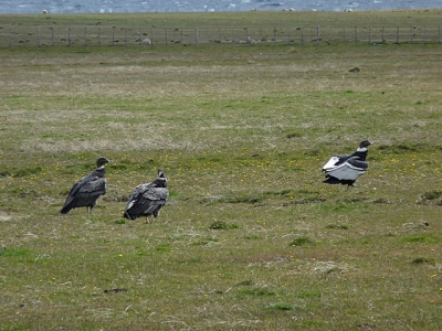 Onderweg naar een overnachting bij een estancia (boerderij) zie ik grote vogels in een wei. De auto gestopt en met een kijker zie ik pas dat het condors zijn, je verwacht geen condors in een weiland.  Later zie ik honderd meter verder een dood kalf liggen.  De condors vliegen weg en komen niet meer terug. In de avond terug gereden naar deze plek, geen condors te zien. Ik heb in deze vakantie ongeveer 15 condors gezien vooral in het natuur park "Torres del Paine"