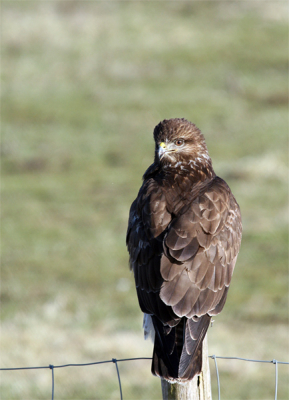 Laatst een nieuwe lens gekocht (Canon 100-400 IS) en op deze meewerkende buizerd geprobeerd. Vanuit de mobiele kijkhut, met een lekker zonnetje. Mijn eerste upload (poging tot..) hier