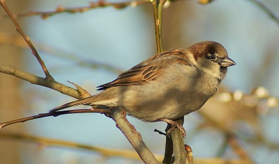 Een van mijn eerste foto's met mijn camera, en waar te beginnen.........de huismus natuurlijk!!!