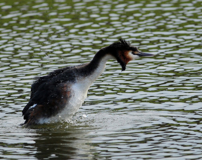 na me werk nog even de biesbosch in geweest , naar een koppel futen wat ik al paar weken volg. een paar leuke foto,s kunnen maken dit is er een van.