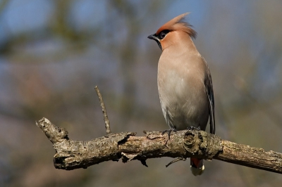 Ik was bijna te laat (toen ik aankwam ging de zwerm van 100+ beesten op de vlucht) maar even later zaten er nog 2 die mij wat kansen gaven :)

Mijn eerste pestvogels ooit! (hey, ik vogel nog maar een half jaar actief)