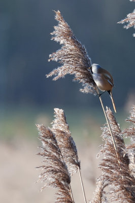 Laatste foto van een dagje Baardmannetjes kijken. Erg veel foto's gemaakt maar ik blijf het lastig vinden om ze een beetje vrij te fotograferen. Blijven wel erg mooie vogels.