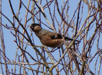 Al een tijdje zitten er een paar goudvniken in de boom bij ons in de tuin. Hier een vrouwtje druk bezig met een verse voorjaarsknop.