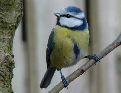 Foto in de tuin genomen met sony DSC-H9.
Ik vind hem al aardig gelukt , maar wat kan ik er aan doen om hem nog mooier te krijgen? Ik zie naamelijk veel foto's met zo'n mooie gebloemde achtergrond. Hoe verkrijg ik die achtergrond?