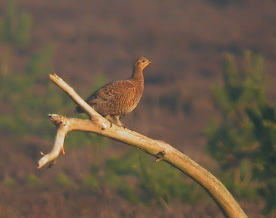 Deze vogel zit op dezelfde tak als het mannetje van Chris van Rijswijk. Deze foto is van redelijk grote afstand gedigiscoopt.