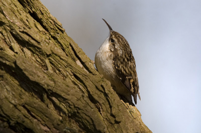 Een speciaal  geval die boomkruipers
je zijn moeilijk waar te nemen vlug en zitten niet lang stil . deze hier had ik te grazen .