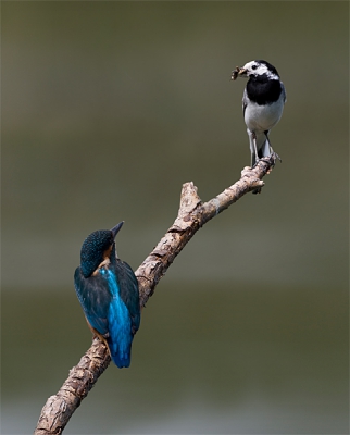 Waarschijnlijk de meest gefotografeerde Kwikstaart en IJsvogel van Nederland. Nu eens een keertje samen op het bekende takje.

MVG, 

Michiel