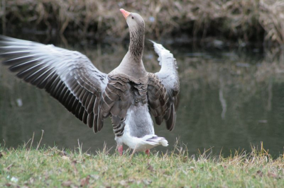 Deze gans zit, samen met zijn/haar partner, al twee weken in de sloot voor ons huis, maar het lukte me nu voor het eerst deze foto te maken, toen dit exemplaar zijn vleugels uitschudde na een ijverige poets-sessie.