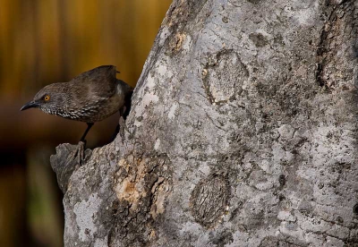 Lijster- of spreeuwachtige vogel in Zuid-Afrika. In (niet: met) een flits gefotografeerd. Dichtbij basiskamp. Mooi contrast met boom. Oranje oog.