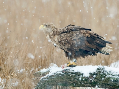 Ook dit is nog een foto van afgelopen zaterdag. de zeearend bleef mooi op de boomstam zitten na de maaltijd. Door de sneeuw krijg je een mooie sfeer.