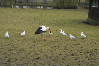 in het Kralingschebos is een hertenkamp, waar de herten sinds mensen heugenig gevoerd worden, deze ooievaar weet dit ook, ws in blijdorp geboren er zit hier een stelletje, Dus: BROODETEND!!! ooitgezien?