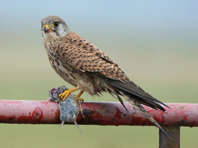 Tweede foto uit de torenvalk sessie van afgelopen zondag (Upload gisteren). Na zich tegoed gedaan te hebben aan de weke delen van de prooi ging de valk op het hek zitten, om vervolgens het kadaver van de muis in een pol gras te verstoppen onder dit hek. Vervolgens werd op het gemak het gereedschap schoongepoetst en vloog hij weg. En ik was 93 foto's verder.