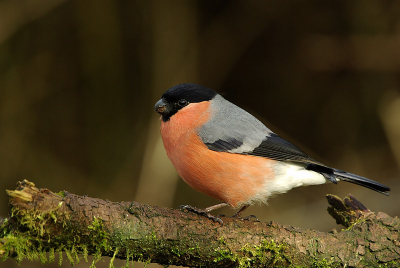 gelukkig nog steeds aanwezig of terug van weggeweest? hoepijk dit jaar weer net zo veel jongen als vorig jaar. Blijven heerlijke vogels om om je heen te hebben.