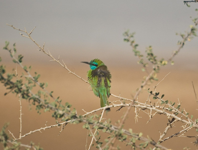 Aan de rand van zoutpannen was een dijkje met wat struikjes. Daar staken deze kleurige vogels schitterend af tegen de grijze en bruine kleuren van het iomringende landschap.