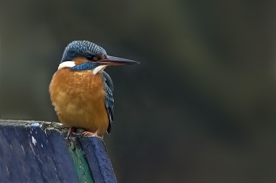 Nog een ijsvogeltje van voor de strenge vorst
van toen af niet meer gezien. jammer toch.