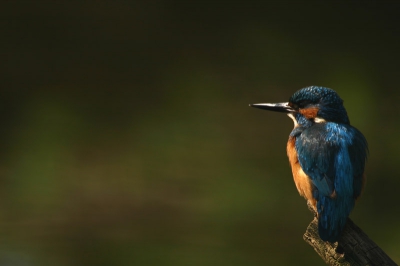 Na enkele weken voorbereiding, eindelijk de eerste foto's kunnen maken.

Doordat de foto mij te donker was, heb ik de schaduwen/hooglichten iets bewerkt en de foto iets helderder gemaakt en iets contrast toegevoegd.