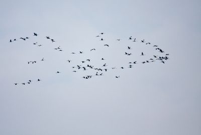 100 kraanvogels om 11 uur vanmorgen 1 maart boven Zeist. Ik heb moeten rennen om een plekje te vinden waar ik tussen de bomen door ko schieten. Jammergenoeg waren ze toen al te ver weg. Toch wilde ik de waarneming snel doorgeven. Spectaculair gezicht en met een fantastisch geluid. (Er staan er drie niet op de foto, iets gecropt.)