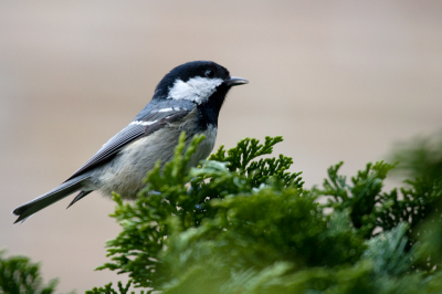 Tijdens een wandeling dor lommerrijk Zeist zie je heel wat zangvogeltjes. Deze zit ook dagelijks in mijn tuin, maar ik heb er niet zo'n mooi takje onder. Hij zingt ook zo leuk in het voorjaar. Een van mijn favoriete mezen.