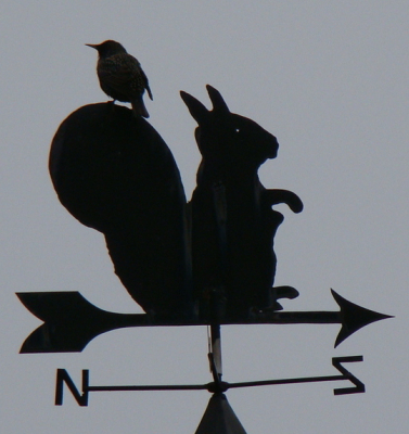 Een spreeuw denk niet dat die er doorheen komt maar vond het de moeite waard. 
-Hoe krijg ik detail in de vogel bij tegenlicht??? Reacties worden zeer op prijs gesteld-