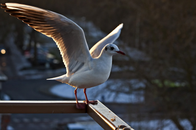 Genomen op koude namiddag in januari. De drang naar voedsel was groter dan de angst voor mensen.
