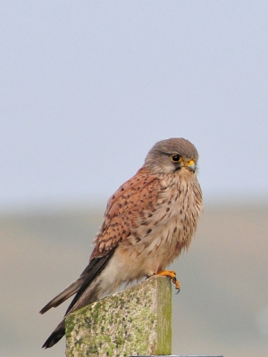 Dit torenvalkje zat in een schijnbaar overpeinzende houding op deze lente-achtige ochtend te wachten om gefotografeerd te worden.