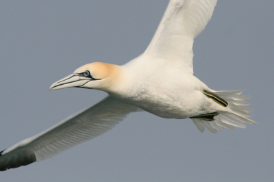 Vanaf de boot, met Ostend Pelagics.
Schitterende vogels zijn dit, let ook op de subliem getekende poten.
Meer informatie over deze tochten op http://www.ostend-pelagics.be/