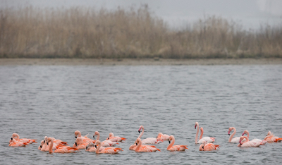 Tot mijn grote verbazing zag ik deze groep Flamingo's zwemmen in het Veluwemeer. Ondanks dat de kwaliteit van de foto niet helemaal super is plaats ik deze foto toch omdat ik hem jullie niet wil onthouden.