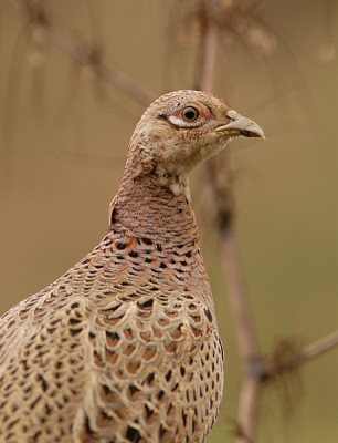 Nu weet ik waarom iedere avond al het voer op is van de voedertafel, deze bosfazant hen kwam boven op de voederplank zitten om even lekker mee te eten.