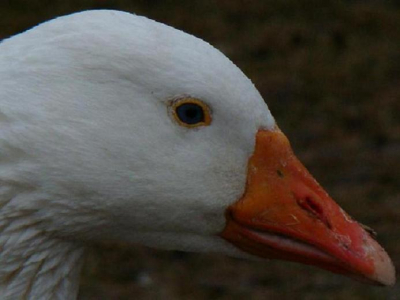 Een soep/boerengans ik weet niet of dit mag maar vond hem wel leuk (voor diversen)