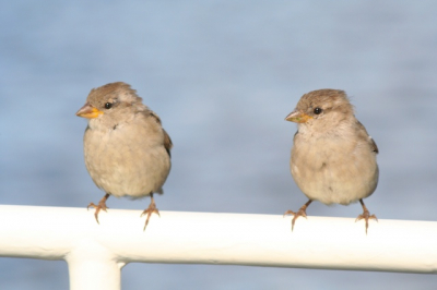 Foto genomen op boot in Friesland en ondanks de meest getelde soort bij nationale tuinvogeltelling zijn dit toch 2 bedreigde vogeltjes...