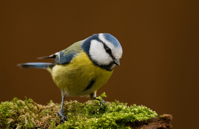 Elke dag zijn er twee Pimpeltjes samen met nog veel andere vogeltjes in de tuin bezig, dus staat de camera klaar, voor als er een op een leuk plekje zit. Dan is het de achterdeur zachtjes open doen en klikken maar. Angelique