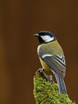Elke dag komen er vier koolmezen in onze tuin, dus reden genoeg om je camera klaar te zetten. Angelique