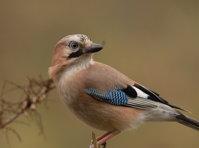 Onverwacht had ik deze gaai op de voedertafel zitten.
Helaas iets te snel afgedrukt omdat ik de lens amper durfde te draaien. Na die ene klik was de vogel gevlogen en heb ik hem de hele dag niet weer op voedertafel gezien.