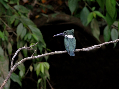 Een Amazone IJsvogel op een "onbekende tak" in het Cano Negro Wildlife Refuge - vanuit de boot gefotografeerd.