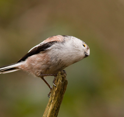 stond helaas net te dicht bij om dit nieuwsgierige vogeltje met z'n mooie lange staart erop te krijgen.
Dus die mist helaas