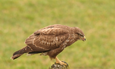 foto gemaakt omgeving van Houten buizerd had net een muis gevangen . Helaas waren niet alle foto's scherp. Maar was met dit exemplaar wel  erg blij.