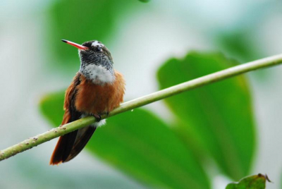 Ben nog niet erg lang bezig met vogels op de plat te zetten. Zelf erg blij met deze foto.