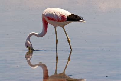 Laguna Chaxa - National Reserve Los Flamingos, Atacama Desert, Chile - II Region.
Nikon D200, HSM 100-300mm F/4D EX Sigma + 1,4 TC @ 400 mm. RAW. ISO 100 - 1/250 - f/13  -/- 0.3 EV.