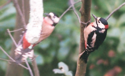 Hier het eerste gedocumenteerde geval van een numidus-achtige Grote Bonte Specht. De vogel zat enkele weken tot half maart in mijn achtertuin in (toen) Apeldoorn. Er is een artikel verschenen in DutchBirding no3 2008 over deze en een soortgelijke vogel van Marijn Heuts van jan 2008 te Maarheze. Let op het rode borstbandje. 'Mijn' vogel had daarnaast ook veel meer rood dan normaal op de onderdelen (anaalstreek) en zag er wat spitser en kleiner uit. 
Conclusie vh artikel vrij vertaald: een of ander gen komt blijkbaar af en toe naar boven waardoor deze kleurvariant ook bij ons sporadisch voorkomt. 
Interessant en leuk om eens goed op te letten als je een Grote Bonte ziet!

groeten
Arno