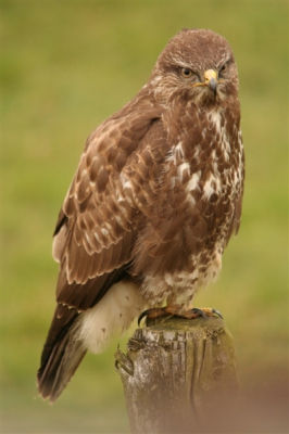 nog een exemplaar ven de reeds berschreven Buizerd