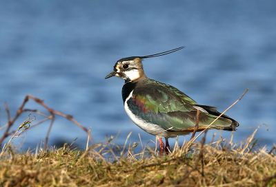 Gisteren de rste kievit 's gezien in de Polder.
Deze wilde wel even poseren voor mij, zo met een blik van je ziet het goed ik ben weer terug.