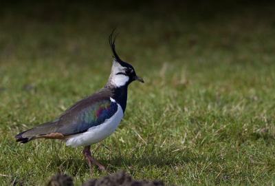 In de Arkenheemse polder waren meer vogel kijkers dan vogels dus naar de Eempolder. Weinig weidevogels. Deze kievit kwam ik als 'fotgrafeerbaar object' tegen.