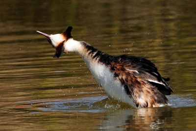 deze fuut was zich al een tijdje flink aan het uitsloven, een paar leuke foto,s kunnen maken