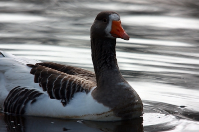 Deze simpele maar toch mooie gans kwam even kijken.
Is tevens mijn eerste upload op deze site... tips?