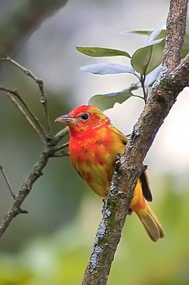 Voor werk naar Colombia, maar wel de foto-apparatuur mee in de hoop iets nieuws te kunnen platen uit dit mega-diverse land. Gelukkig bleek dit mogelijk tussendoor. Bij deze soort heb ik lang staan gissen naar zijn naam. Het bleek een oude bekende die ik nog ken uit Costa Rica. In de zomer in de VS te vinden, in de winter tot in Colombia. Dit exemplaar is een jong mannetje dat van kleed wisselt en helemaal vuurrood zal uitvallen. Nieuwe soort voor Birdpix wat mij eigenlijk verbaast.