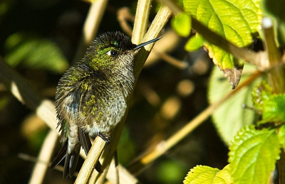 These little birds are almost impossible to capture in flight, especially with a long lens. They are incredibly quick and only 10 cm. in size. This one, supposedly a male, sat down in the hedge long enough for me to get a couple of frames.