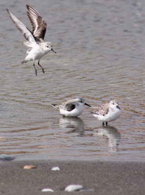 We zaten lekker op een strandje waar telkens een goepje met drieteenstrandlopers vorbij kwamen. Hier zaten ze zich te wassen in een plasje bij het strand.