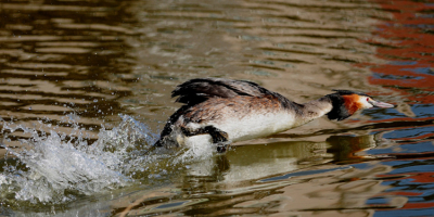 na een rondje vissen vangen kwam deze fuut terug naar zijn nest , en wat zat er op zijn nest een meerkoet ,,hij ging gelijk in de aanval ik kon percies een foto maken.