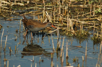 Foto genomen vanuit de observatie hut aan het hoefijzer meer. Ik ben pas in deze hobby komen vallen dus ik ben zelf blij met deze foto.